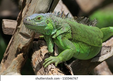 Green Iguana On Tree Branch