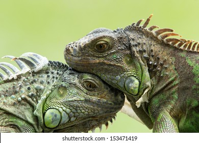 Green iguana on tree branch