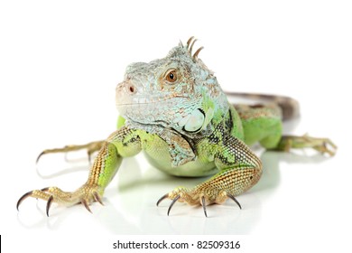 Green Iguana On A White Background