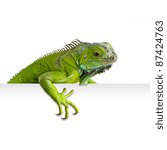 Green iguana peeking in white background