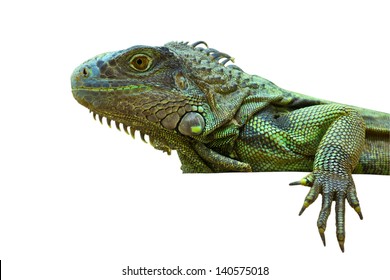 Green Iguana Peeking In White Background