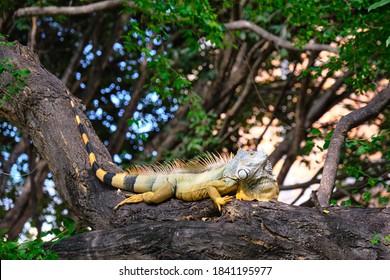 Green Iguana perched on a tree branch in Puerto Vallarta, Mexico.