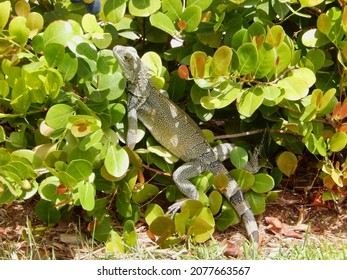 Green iguana reaching for berry in bush in Aruba.