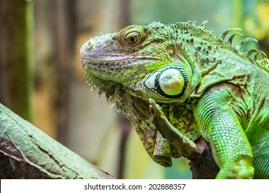 Green Iguana Reptile Portrait Closeup