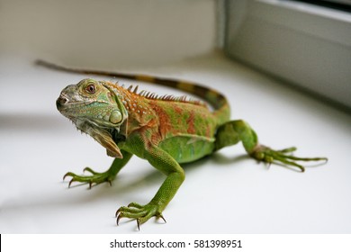 Green Iguana Reptiles. Perfect Portrait Of A Green Iguana Reptiles, Close Up. Close Up Portrait Of Exotic Home Pet Green Iguana. Reptile Sit On Window. Selective Focus.