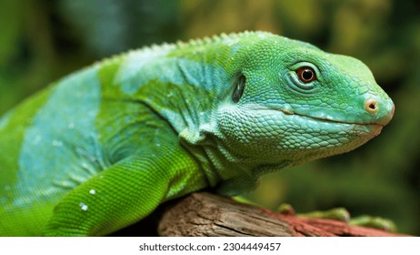 A green iguana is sitting on a branch.