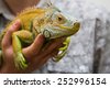 iguana pet