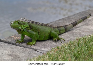 Green Iguana sitting on seawall