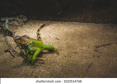 Green Iguana Sneaking Past