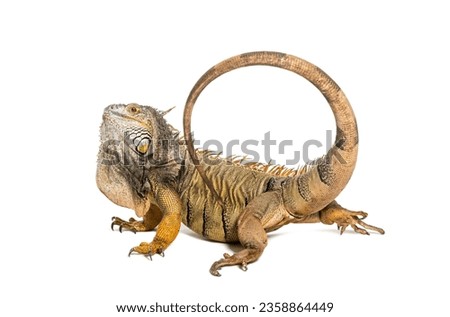 Green iguana striking with its tail to defend itself by whipping its opponent, Iguana iguana, isolated on white