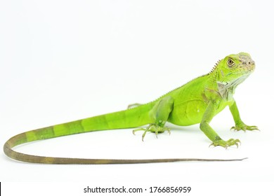 A green iguana (Iguana iguana) is sunbathing.
