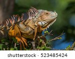 Green Iguana (Iguana iguana), Tavernier, Key Largo, Florida