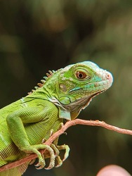 A Green Iguana (Iguana Iguana) Was In A Tree In A Park