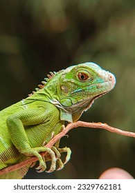 A green iguana (Iguana Iguana) was in a tree in a park
