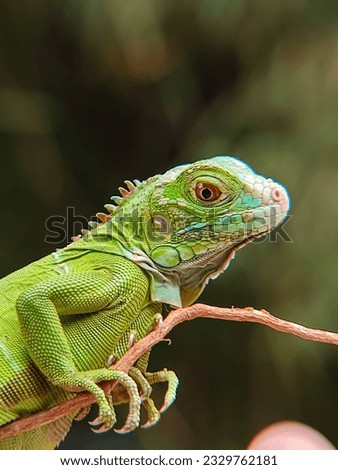 A green iguana (Iguana Iguana) was in a tree in a park