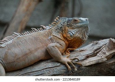 Green Iguana In Wild Life Park