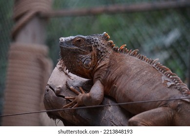 Green Iguana In Wild Life Park