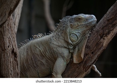 Green Iguana In Wild Life Park