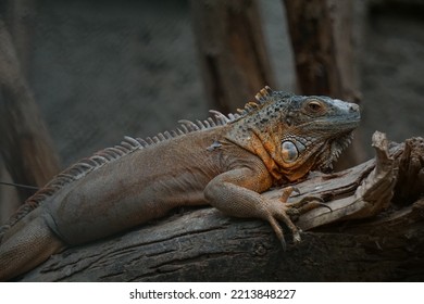 Green Iguana In Wild Life Park