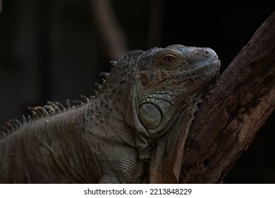 Green Iguana In Wild Life Park