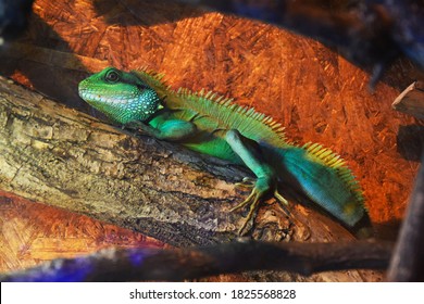 Green Iguana In The Zoo (Chinese Water Dragon, Asian Water Dragon, Thai Water Dragon, Green Water Dragon)