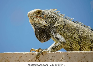 Green iguanas are excellent swimmers and can stay submerged for up to 30 minutes. They use their long tail to navigate in the water. - Shutterstock ID 2394919843