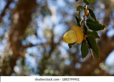 Green Immature Acorn Nut Fruit Of Canyon Live Oak, Quercus Chrysolepis, Fagaceae, Native Monoecious Perennial Evergreen Arborescent Shrub In The San Jacinto Mountains, Peninsular Ranges, Autumn.