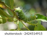 Green Imperial moth caterpillar Eacles Imperialis, family Saturniidae and subfamily Ceratocampinae. Larva in the fifth stage, Solimoes, Rio Tapajos, Para state, Brasil.