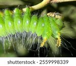 The green Imperial Moth Caterpillar (Eacles imperialis)