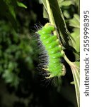 The green Imperial Moth Caterpillar (Eacles imperialis)