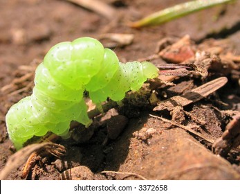 Green Inch Worm