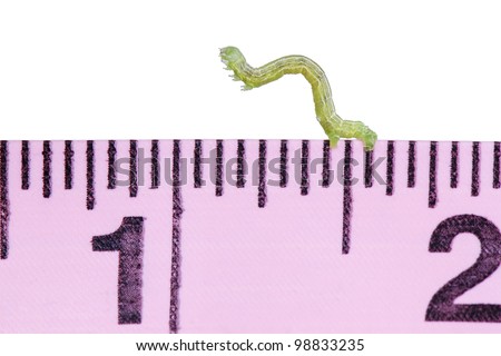 A Green Inchworm Canker worm on a Pink Measuring Tape isolated on White