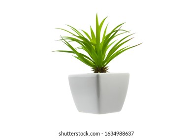 Green indoor flowers in white pots with an isolated white background.Copy space. - Shutterstock ID 1634988637
