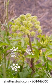 Green Inflorescence With Flowers Of Wild Woodland Angelica (Angelica Sylvestris / Archangelica)