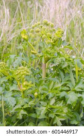 Green Inflorescence Of Wild Woodland Angelica (Angelica Sylvestris Or Archangelica). Herbal Medicine
