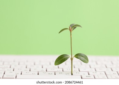 Green information technology. Environmentally Sustainable IT. Copy space. Green plant growing, white keyboard on green background