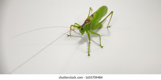 A Green Insect Or Ensifera, Is A Suborder Of Insects That Includes The Various Types Of Crickets And Their Allies Including: True Crickets, Camel Crickets, Bush Crickets Or Katydids, Grigs, And Wetas.