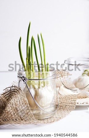 green interior decoration, garlic in jar. Home garden in glass jar.