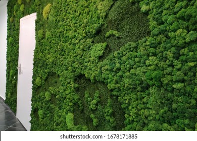 Green Interior Decorative Moss On The Wall In The Office