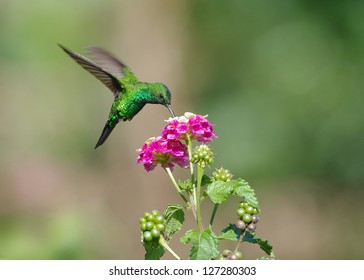 Green iridescent hummingbird feeding on lantana flowers. Photo taken in Panama, Central America. - Shutterstock ID 127280303