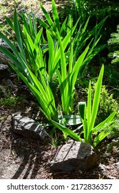 Green Iris Leaves In Backlit Sunlight