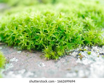 Green Irish Moss Close Up