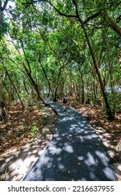 Green Island, Queensland, Australia - Walking Path Through The Rainforest On Green Island, A Tiny Coral Cay And One Of The Most Popular Marine Day Trips From Cairns.