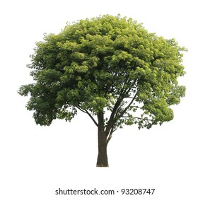 Green Isolated Tree