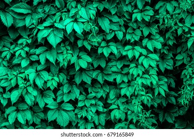 Green Ivy Backgroundstextures Stock Photo 679165849 | Shutterstock