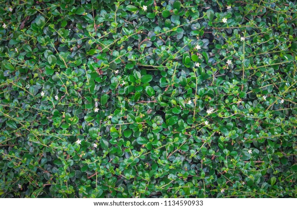 Green Ivy Bush Wall Garden Stock Photo (Edit Now) 1134590933