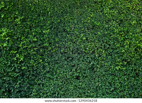 Green Ivy Bush Wall Garden Stock Photo (Edit Now) 1290436258