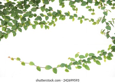 green ivy climbing fig isolated - Shutterstock ID 242699593