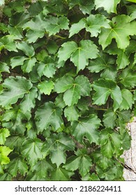 Green Ivy Climbing Up The Wall