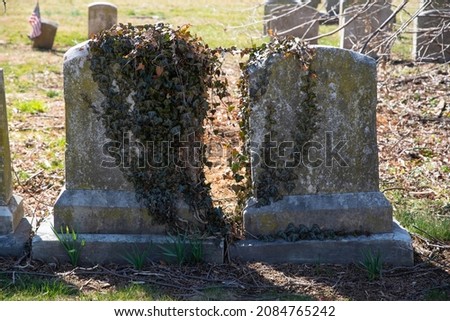 Green ivy connects two overgrown grave stones in a great love afterlife concept image. Nature background in cemetery, tall ancient gray stones with curved tops